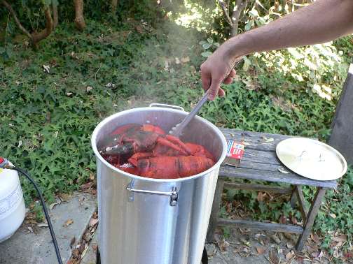 Testing Lobsters