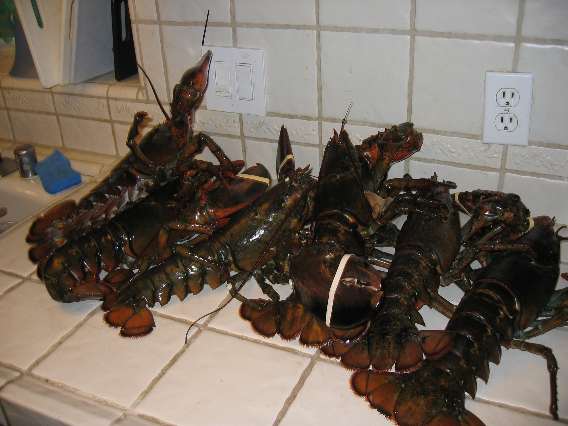 Six Lobsters