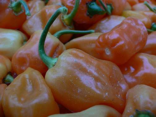 Habaneros